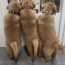 Labrador Retriever Puppies from Rustic Ridge Labradors