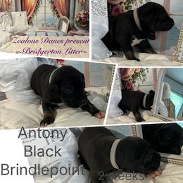 Antony - Black male Great Dane puppy in Logan, West Virginia from Zealous Danes