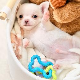 Max - Cream and white male Chihuahua puppy in Oviedo, Florida from ROYALCHIHUAHUAPUPPY