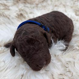 Brownie - Brown male Poodle puppy in Otto, North Carolina from Wild Suns Farm