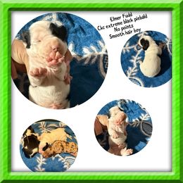 Elmer Fudd - Piebald male Dachshund puppy in Whitesboro, Texas from Joanie's Tickled Pink Puppies