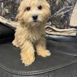 Bonnie - Apricot female Maltipoo puppy in Berea, Kentucky from Blair’s Furry Friends