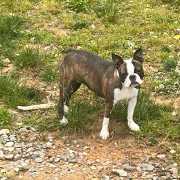 Sadie - Boston Terrier