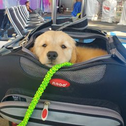Golden Retriever Puppies from Bliss Creek Goldens