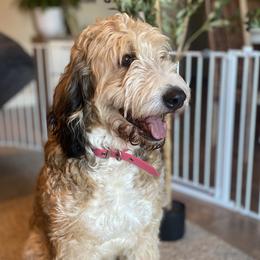CALLI - Bernedoodle