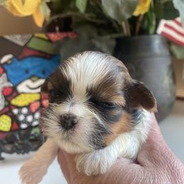 Girl 3 - Liver and white female Shih Tzu puppy in Troy, Michigan from "Shihtzu Best Friend"