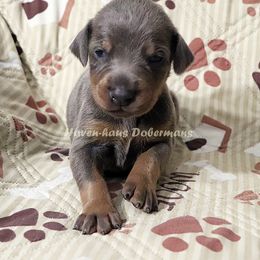 Blue Rust Male 281 - Blue and rust male Doberman Pinscher puppy in Harmony, North Carolina from Havenhaus Dobermans