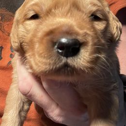 Golden Retriever Puppies from Sugar Creek Goldens