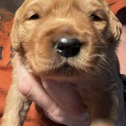 Golden Retriever Puppies from Sugar Creek Goldens