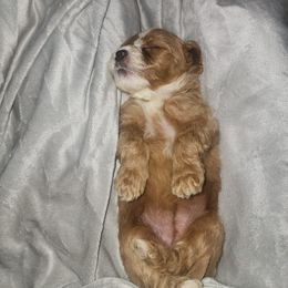 Goldendoodle Puppies from KK's Doodle Bunch