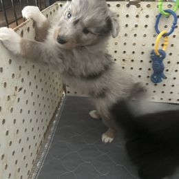 Liberty - Blue merle white and tan female Shetland Sheepdog puppy in New Richmond, Ohio from Heaven’s Shelties