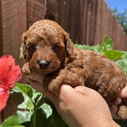 Poodle Puppies from Toy.poodlesss