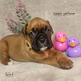 Girl 1 - Fawn female Boxer puppy in Aurora, Missouri from Pick A Pup