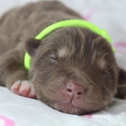 Girl 2 - Red and white female Alaskan Malamute puppy in Independence, Virginia from New River Valley Malamutes