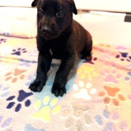 Pink Collar - Fawn sable female Belgian Malinois puppy in Trenton, Georgia from Laeknir K9