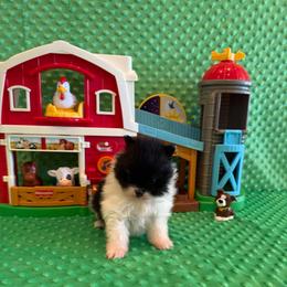Meadow - Black and tan parti female Pomeranian puppy in Success, Missouri from Sweet Success