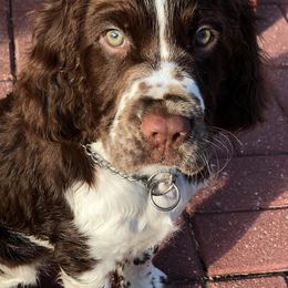 English Springer Spaniel Puppies from WorleyByrd Springers