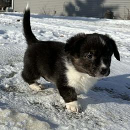 Girl 2 - Brindle and white female American Corgi puppy in Portland, North Dakota from Sliding stop corgis