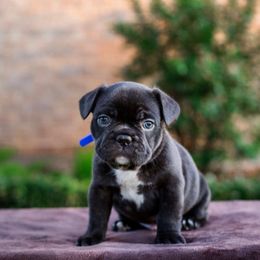 French Bulldog Puppies from Kring French Bulldogs