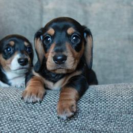 Dachshund Puppies from Tired Chef Dachshunds