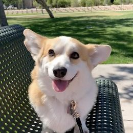 Pumpkin  - Pembroke Welsh Corgi
