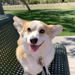Pumpkin  - Pembroke Welsh Corgi