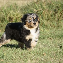 Valor - Blue merle male Miniature Australian Shepherd puppy in Ada, Oklahoma from Caprock Mini & Toy Aussies