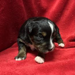 Black tri - Black tri female Toy Australian Shepherd puppy in Billings, Montana from Chapman's Aussies