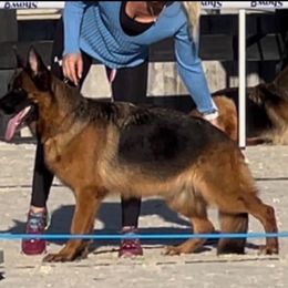 Iba - Black and red female German Shepherd puppy in Weston, Florida from Vom Bethel European German Shepherds