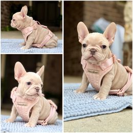 Céline - Cream female French Bulldog puppy in Willis, Texas from Grandiose Frenchies
