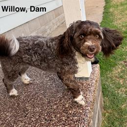 Willow - Havanese