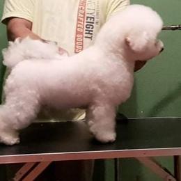 Bichon Frise, Cavachon, Cavalier King Charles Spaniel, Cavapoo, and Havanese Puppies from Peaks Pups & Cavachon Love Chocolate Cavaliers, Cavaliers, Cavachon’s, Cavapoos & Havanese