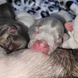 French Bulldog Puppies from 4 Leaf Frenchies