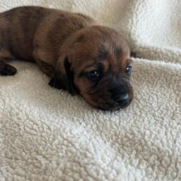 Fred - Brindle male Dachshund puppy in Jarrell, Texas from Blackfoot Dachshunds