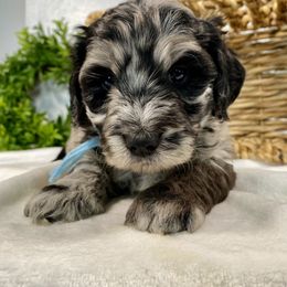 Cavapoo and Goldendoodle Puppies from AnnaBella Doodle