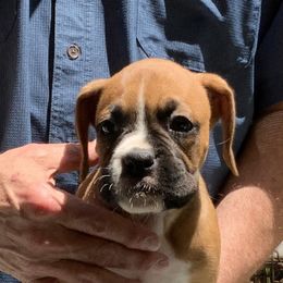 Lucy - Fawn Boxer puppy in Milford, Ohio from Bearcat Boxers