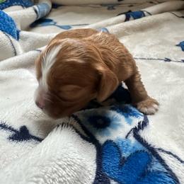 Angel - Ruby male Cavalier King Charles Spaniel puppy in Watkinsville, Georgia from Cavaliers of Windsor