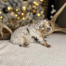 Miniature Australian Shepherd Puppies from Quartz Creek Aussies