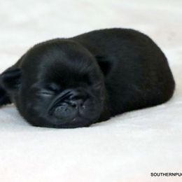 Finn - Black male Pug puppy in Winnsboro, Texas from Southern pugs