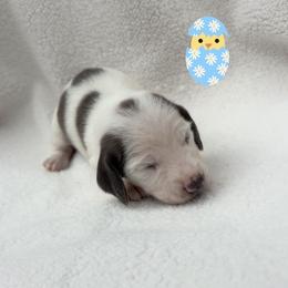 Male 2 - Piebald male Dachshund puppy in Brandon, Mississippi from A & N Kennels