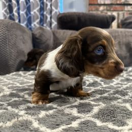 Dachshund Puppies from Dreaming of Dachshunds