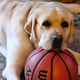 Labrador Retriever Puppies from Sound View Labradors East