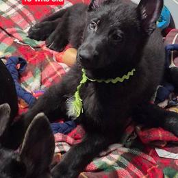 Green collar boy - Black male German Shepherd puppy in White Cloud, Michigan from Mcintire German Shepherds