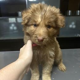 Pink - Brown seal male German Shepherd puppy in Lebanon, Pennsylvania from East Coast k9's