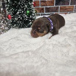 Boy 2 - male Miniature Pinscher puppy in Baton Rouge, Louisiana from Pike's Pups