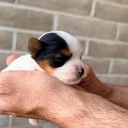 Baby Boy - Black tan and white male Biewer Terrier puppy in Las Cruces, New Mexico from De La Rosa Biewers