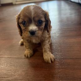 Girl 1 - female Cavalier King Charles Spaniel puppy in Solon, Ohio from Rosie’s Pups