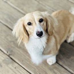 Peaches - Dachshund