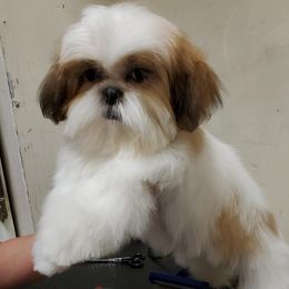 Gracie - Shih Tzu
