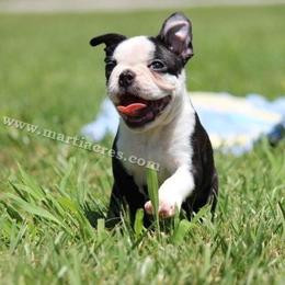 Beagle and Boston Terrier Puppies from Marti Acres